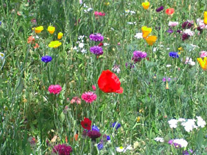 Bunte Blumenwiese