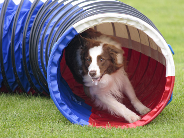 Hund beim Agility Training