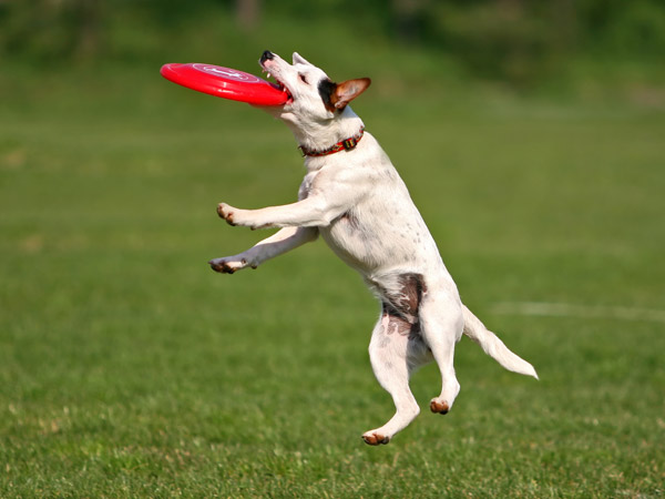 Hund fängt Frisbee