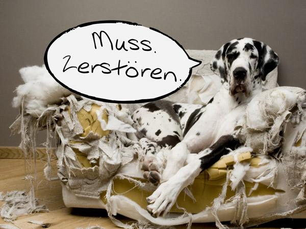 Hund verwüstet Wohnzimmer