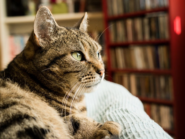 Katze auf dem Sofa