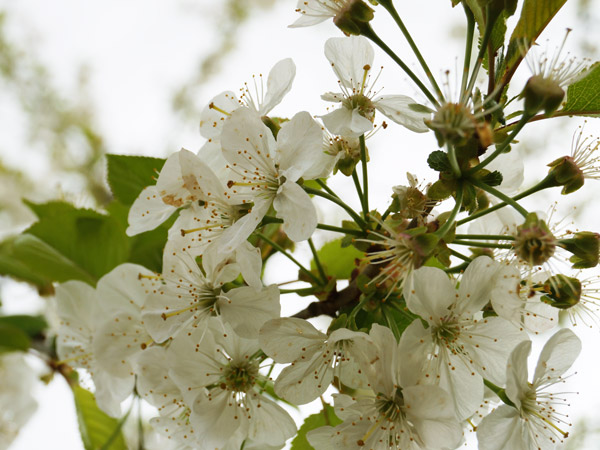 Kirschblüten