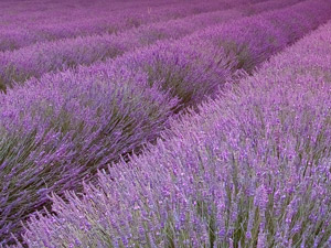 Lavendelblüten als Badezusatz