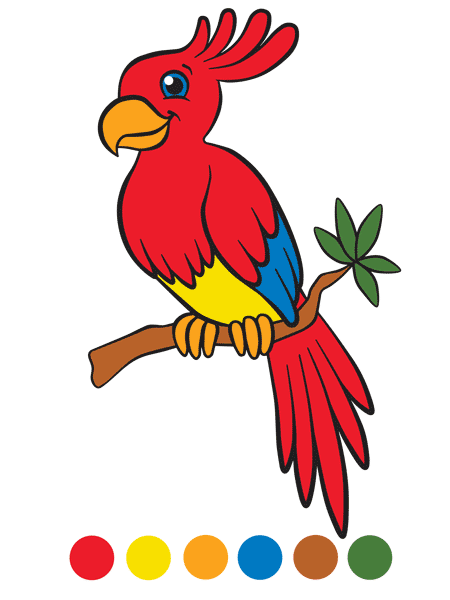 Malvorlage Papagei Farben