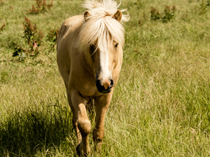 Pferde mit Auslauf