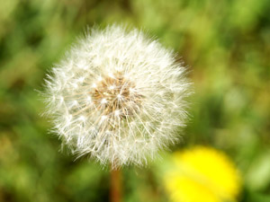 Pusteblume mit Löwenzahn