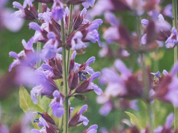 Gartensalbei Blüte