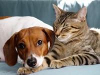 Hund mit Katze