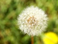 Pusteblume im Garten