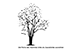 Wandtattoo Blühender Magnolien Baum Motivansicht