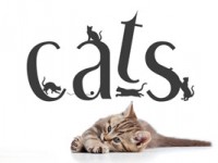 Schriftzug Cats als Wandtattoo